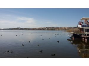 Denizin kızı martılar, Ankara göllerini mesken tuttu