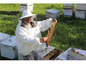 Aydın’da Arılar Sezona 45 Gün Erken Başladı