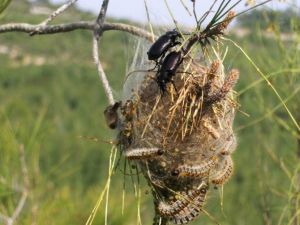 Çam Kese Böceği İle Biyolojik Mücadele Devam Ediyor