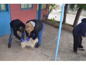 Yalova’da Hayvanlara Kuduz Aşısı