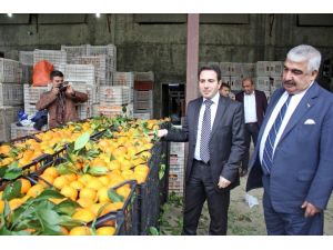 Adana’dan Güvenlik Güçlerine 25 Ton Portakal