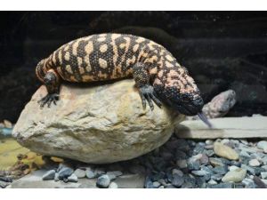 Dünyanın En Zehirli Sürüngeni ‘Gıla Canavarı’ İlgi Odağı Oldu