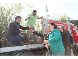 Gaziemir’de 3 Bin Meyve Fidanı Dağıtıldı