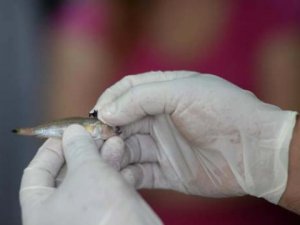 Trakonya Balığı Talihsiz Kadını Canından Edecekti