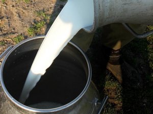 Et ve Süt Kurumu süt için devrede