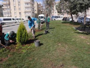 Haliliye Belediyesi Yeşillendirme Çalışmalarını Sürdürüyor