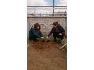 Öğrenciler, Okul Bahçesine Fidan Dikti