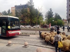 Koyun Sürüsü Trafiği Alt Üst Etti