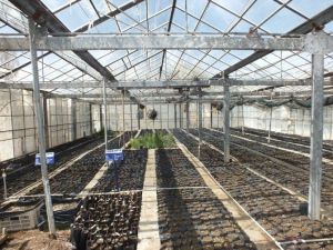 Van’da Soğuğa Ve Dona Dayanıklı Ceviz Fidanı Üretimi