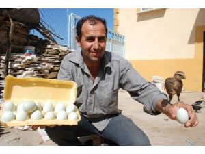 Bu Yumurtaların Tanesi 10 Lira