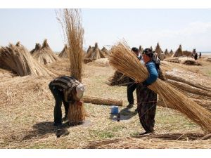 Eber Gölü’nde Kamış Hasadı Başladı
