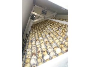 Nizip MYO’dan Bıldırcın Yumurtası Üretim Çiftliği’ne Gezi