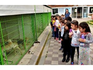 Doğal Yaşam Merkezi Çocuklara Hayvan Sevgisi Aşılıyor