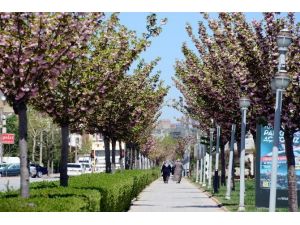 Konya’da Rengarenk Sakuralar Baharı Yaşatıyor
