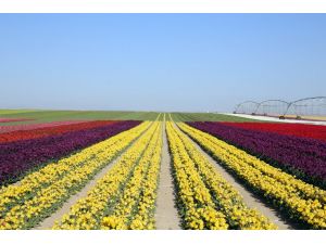 Konya’nın lalesi İstanbul’u süslüyor