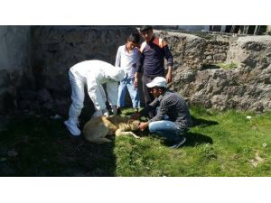 Patnos’ta Kuduz Vakaları İçin Önlemler Artırıldı