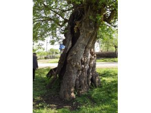 'Tarihi dut ağacı koruma altına alınsın'