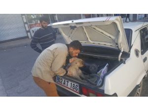 Otomobilin Çarptığı Köpek Tedavi Altına Alındı