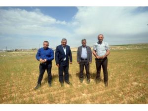 Karaman’da Kuraklık Çiftçiyi Vurdu