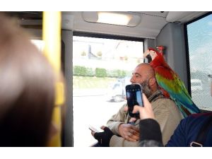"Allah" Diyen Papağan Metrobüs Yolcularını Hayrete Düşürdü