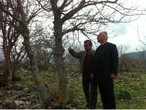 Yunusemre’de Ağaçlar Aşılanıyor