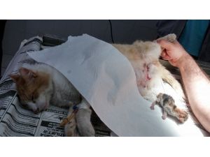 Doğum Yaparken Köpeğin Saldırısına Uğrayan Kedi, Sezaryanla 4 Yavru Dünyaya Getirdi