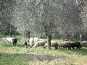 Çiftçi Malları Koruma Başkanlığı Zararcı Çobanların Peşinde