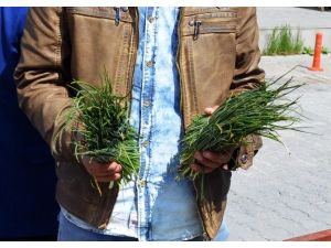 Peynire Katılan Heliz Otu Ve Sirmo Piyasaya Çıktı