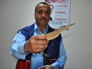 Yaralı Hint Gölet Balıkçıl Kuşu Bulundu