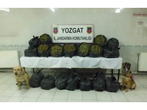 Yozgat'ta uyuşturucu operasyonu