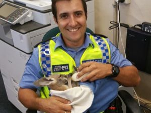 Kartalların Saldırdığı Yavru Kanguruyu Polis Kurtardı