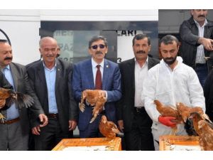 Sivas’ta Çiftçilere 10 Bin Tavuk Dağıtıldı
