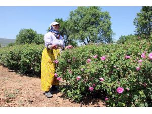 Isparta'da gül hasat sezonu başladı