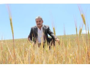 Karaman’da Arpa Ve Buğday Susuzluktan Kurudu