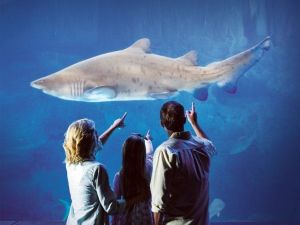 Dünyanın İklim Temalı İlk Akvaryumu Tuzla Vıaport Marina’da Açılıyor