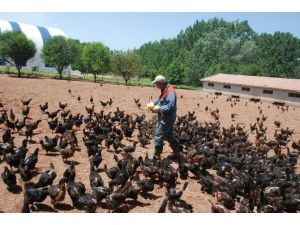 Kene Korkusu Tavuk Çiftliği Sahibi Yaptı