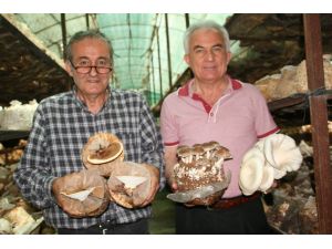 Talaş içinde sağlık üretiyor