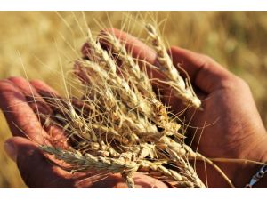 Kırşehir'de yılın ilk buğday hasadı yapıldı