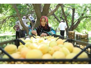 Meyve bağlarında ırgatlık yapan annenin fedakarlığı