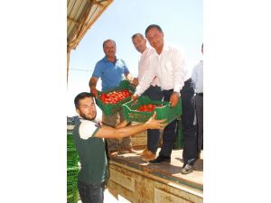 25 bin ton örtü altı domates Rusya’ya ihraç için yola çıktı