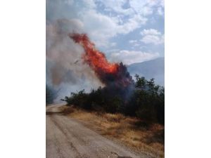 Kastamonu’da 4 samanlık ve 50 dönümlük ekili tarım arazisi yandı