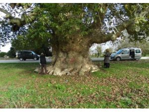 Samsun’un en yaşlı ağacı