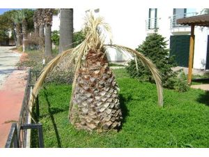 Aydın’da palmiyeler kuruyor