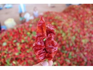 Adıyaman biberi Şanlıurfa ve Kahramanmaraş’a rakip oluyor