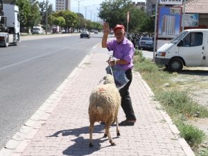 - Kesmek için aldığı kurbanlıkla arkadaş oldu