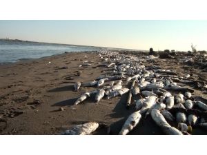 Balık ölümlerinde analiz raporu bekleniyor