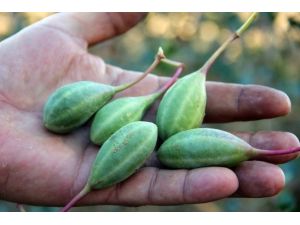 Doğadaki sağlık deposu bitki ‘Kapari’