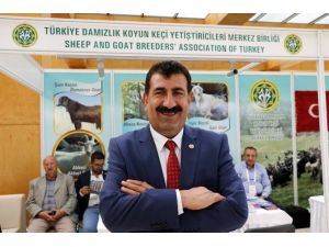 Türkiye’de koyun ve keçi sayısı 10 yılda 14 milyon arttı
