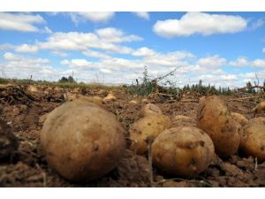 Sivas’ta patates hasadı başladı
