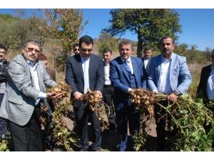 Türkiye’nin ilk ’beyaz patates’ hasadı yapıldı